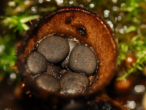 Cyathus stercoreus